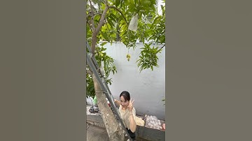 Xoài Cát Hoà Lộc chín cây hái cúng Ông Bà Xuân Ất Tỵ 2025