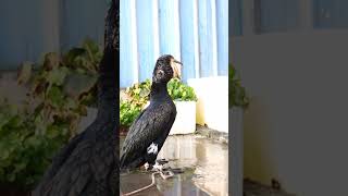 Great Cormorant Eats The Whole Fish Instantly