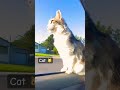 A cat came into my car today #cat