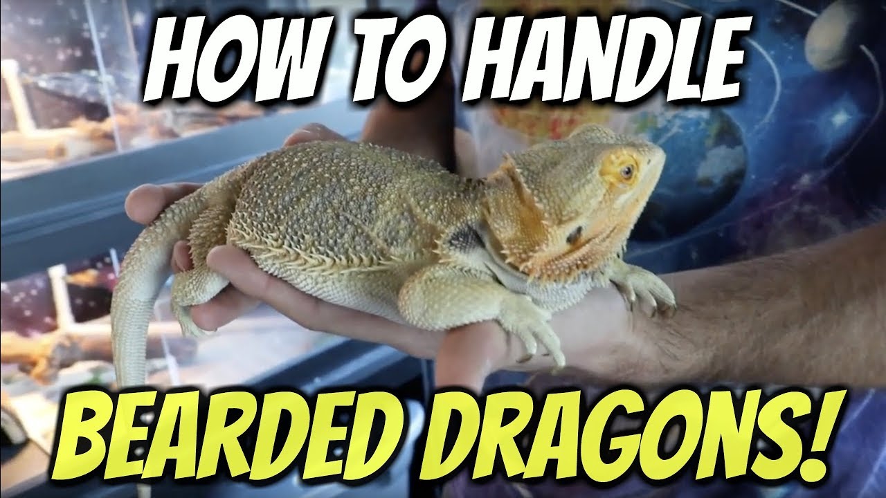 How To Handle Bearded Dragons