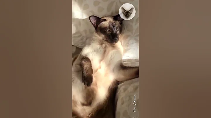 Video 9647691: oriental cats, sleepy cat, cat loves sleeping, cat family