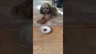 Cavapoo Begs For Raw Liver its adorable!
