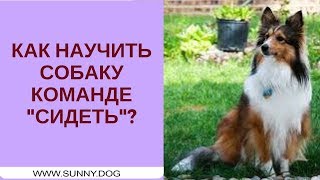 Как научить собаку команде "сидеть"? Учим команде "сидеть" правильно Как научить собаку команде "сидеть"? Учим команде "сидеть" правильно