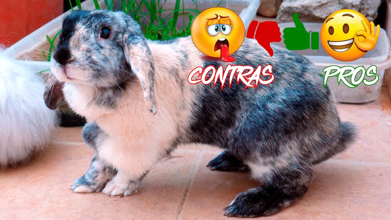Conejito Como Mascota Pros Y Contras