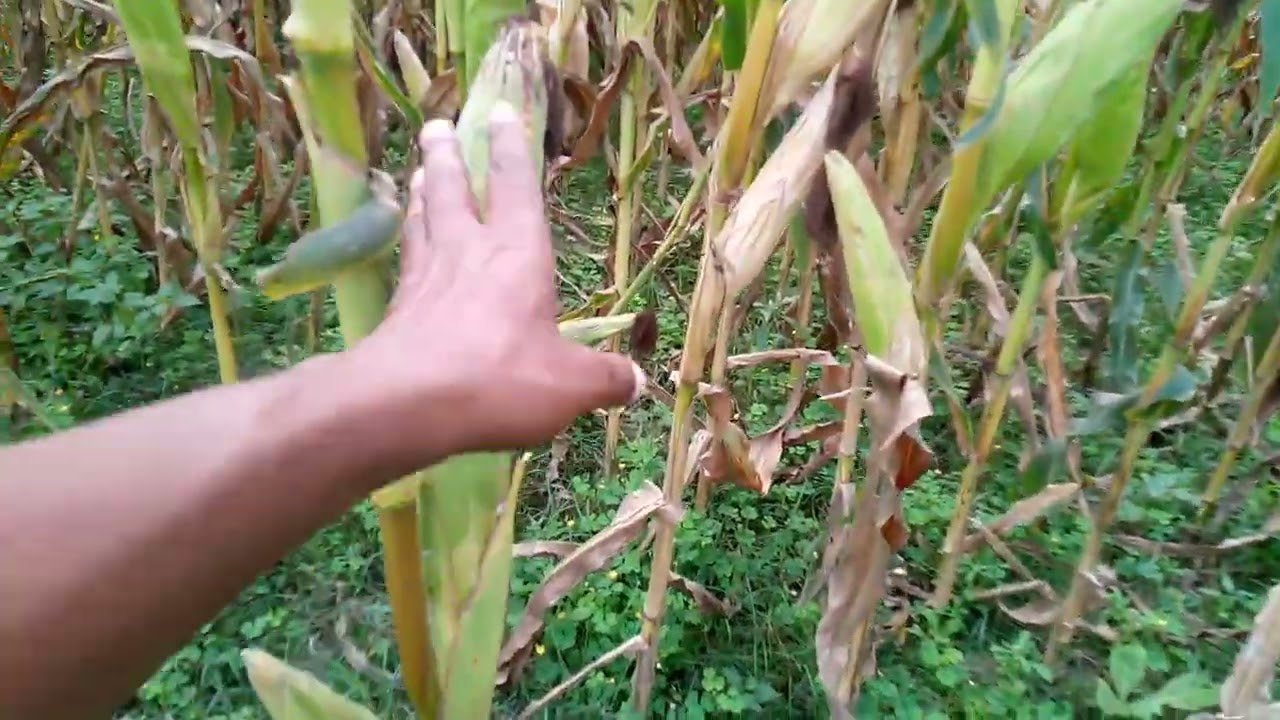 নাবি মৌসুমে শিম চাষ এবং ভুট্টা পাকার আগে করণীয় 