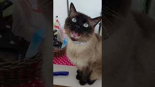 Gato lindo, #animais #pets #petsfofinhos #raçasdegatos  #amordegato #shorts.