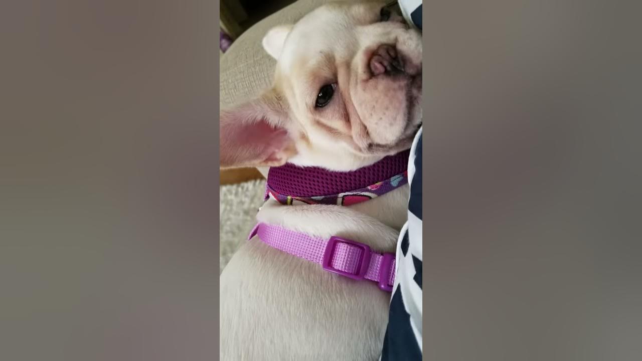 My frenchie throwing up and making weird noises! YouTube