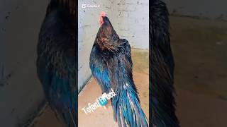 kala mara gajra muska lasani aseel TofaniBreed #aseelmurga #murga #tofanibreed #lasani #muska