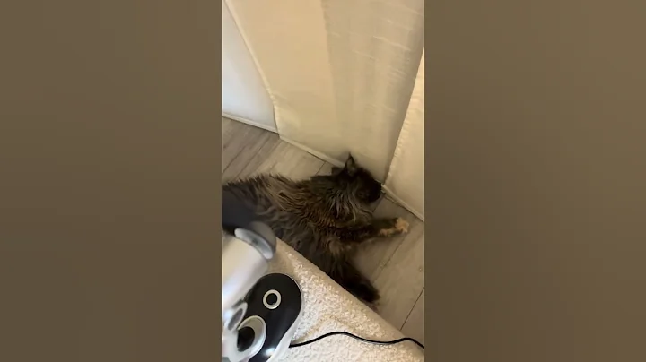 Video 9434251: maine coon cat talking, coon cat meowing maine, maine coon kitten growing, mainecoon