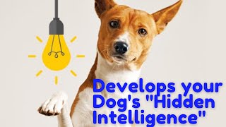 The Smartest Dog in the World - أذكى كلب في العالم