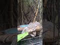 Red Iguana Mau shading #rediguana