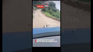 “Buranın Uç Beyi Benim” İnat Mı Inat. Ne Yaptıysa Yerinden Kımıldamadı. Bu Kedi Karadenizli Olmalı😅