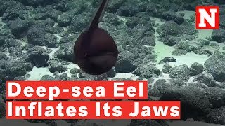 Mysterious Deep-Sea Eel Balloons Its Massive Jaws