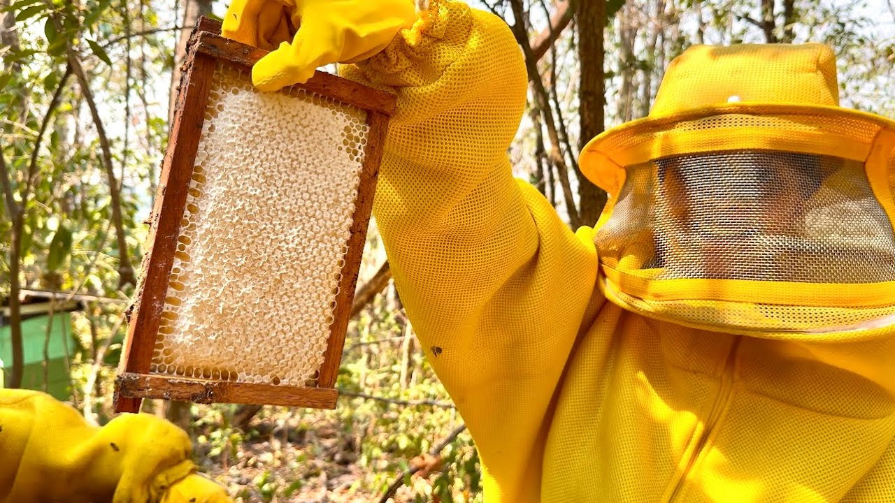 PROCESSO DE COLHEITA DE MEL DE ABELHA EUROPA l Safra 2024 - Mel Ribeiro