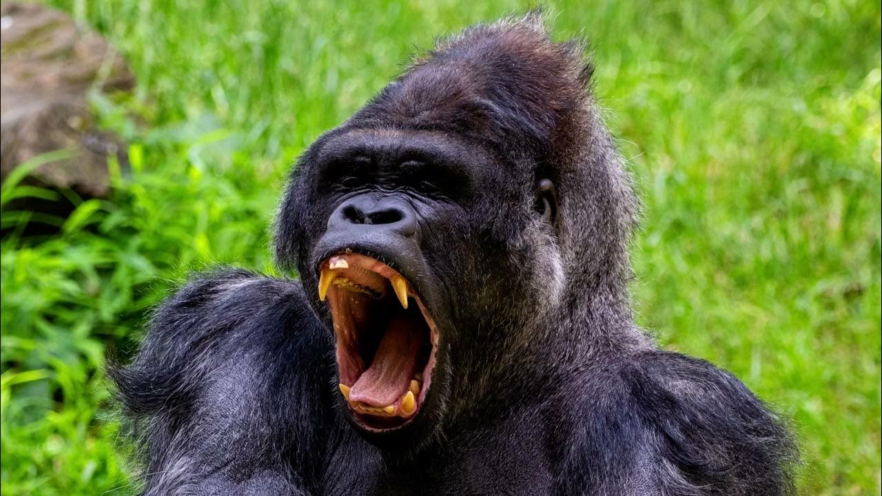 Gorilla sound effect, angry and big Gorilla roaring load, the sound a
