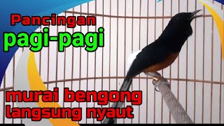 TERCEPAT✅✅ murai BENGONG langsung NYAUT dengar pancingan ini✅