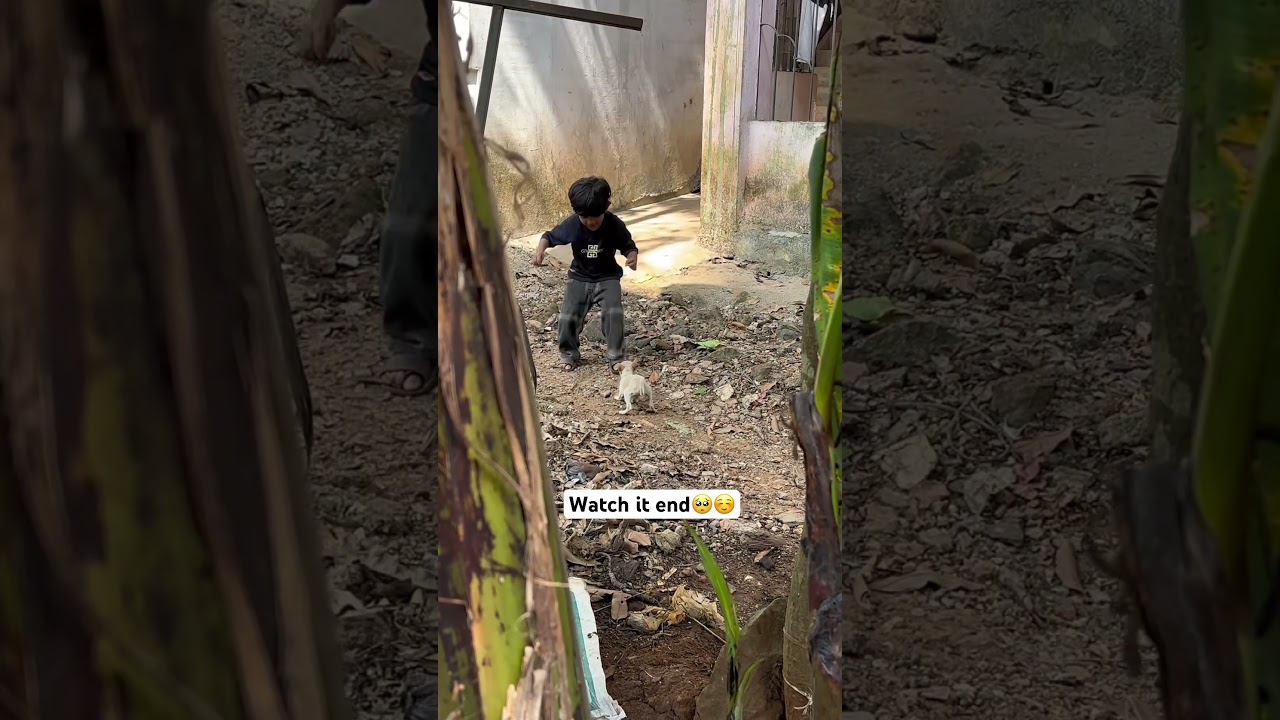 Rescue mission: 21+ puppies saved & returned to the home🥺