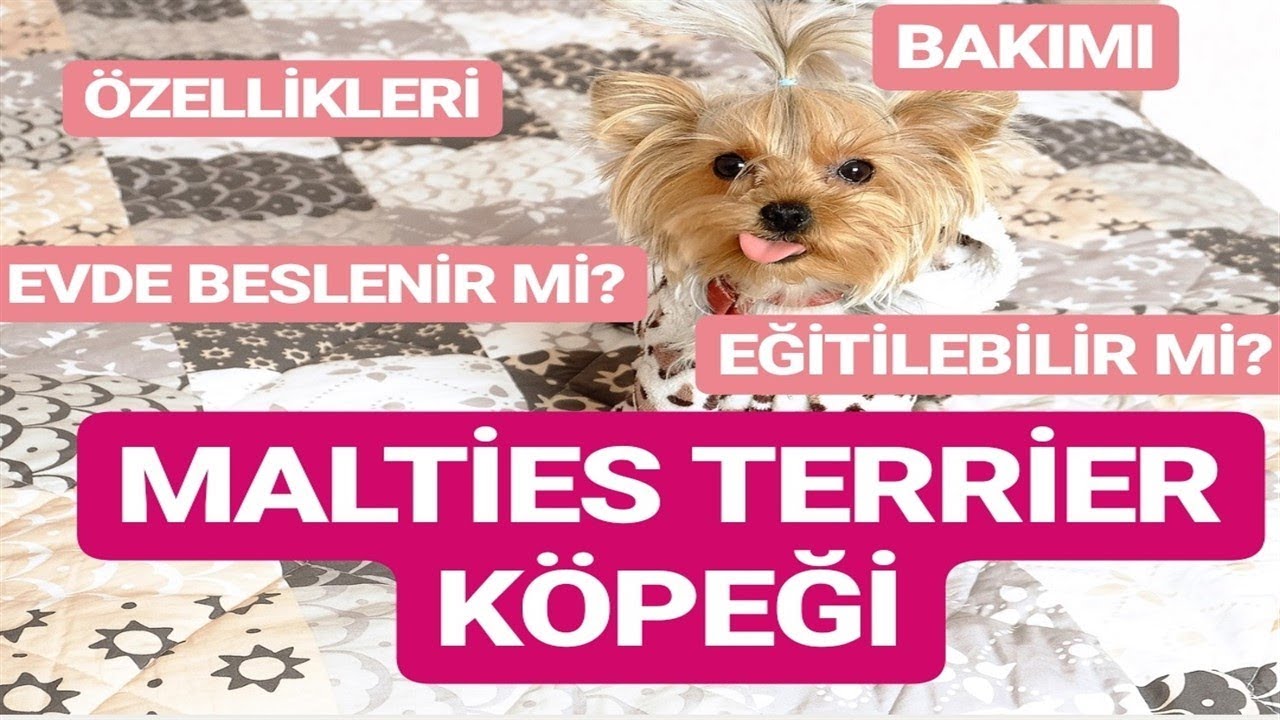 Ordanburdan Youtube Malties Terrier Cinsi Kopeklerin Ozellikleri Beslenmesi Bakimi Kopek Malta Kopegi Youtube