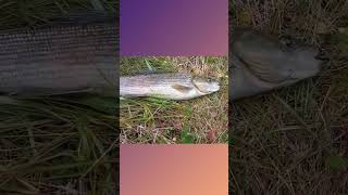Мушки для рыбалки. #shorts #fishing #youtubeshorts #рыбалка #охотарыбалка #хариус