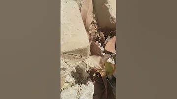 وضعنا بذرة السدر فنبتت من الامطار وتحملت الصيف بلا سقايه 