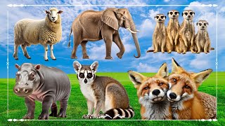 Sound Of Cute Animals, Familiar Animal: Sheep, Elephant, Meerkat, Hippopotamus & Fox  Happy Farm
