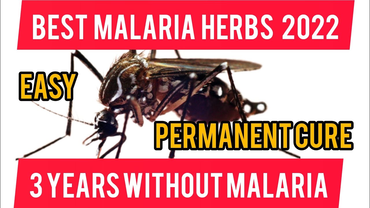 This herbs will treat malaria forever | Home remedy for typhoid and