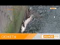 «Гиблое дело» - массовая гибель рыбы в Сухановском пруду