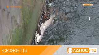 «Гиблое дело» - массовая гибель рыбы в Сухановском пруду