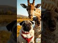 너무 웃긴 엉뚱한 동물들 모음 😂Cute Animals Acting Like Cartoons 4