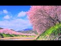 4K映像 桜の名所「伊豆 河津町の河津桜」本州一の早咲きの桜 日本の美しい四季春 静岡県 河津町 2月中旬 お花見 絶景自然風景 cherry blossom