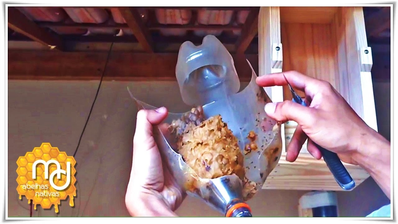 Transferência de Abelha Jataí p/ Caixa AF e Reaproveitamento de Isca Pet