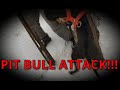 ПИТБУЛЬ АТАКУЕТ СОБАКУ!!! PIT BULL Attack.