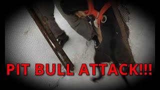 ПИТБУЛЬ АТАКУЕТ СОБАКУ!!! PIT BULL Attack.