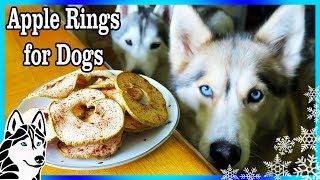 DIY APPLE RINGS FOR DOGS   | DIY Dog Treats  | Snacks with the Snow Dogs 83