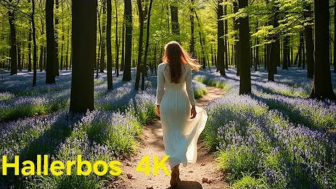 Watch the video about Cat Walks In Woods - ASMR Forest Sounds Hallerbos Brussel België Birds sounds 4k video