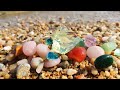 Plage super propre parfaite pour la croissance des hutres perlires gemmes diamants perles