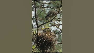Thumbnail of 3 Yellow Crowned Night Heron In Nest