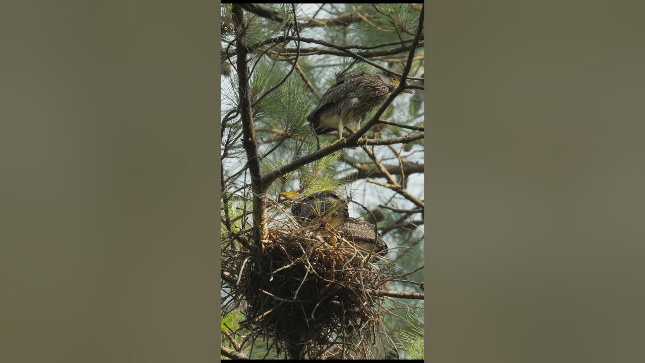 3 Yellow Crowned Night Heron In Nest