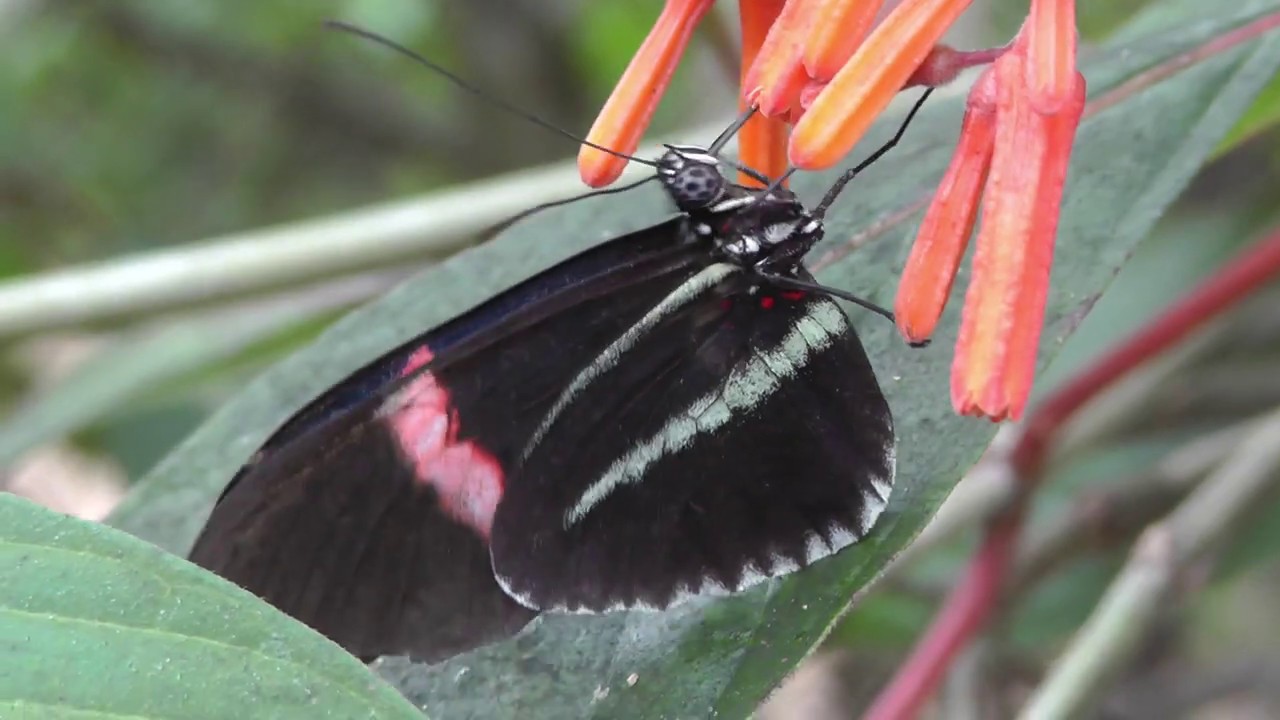 Wye Valley Butterfly Zoo YouTube