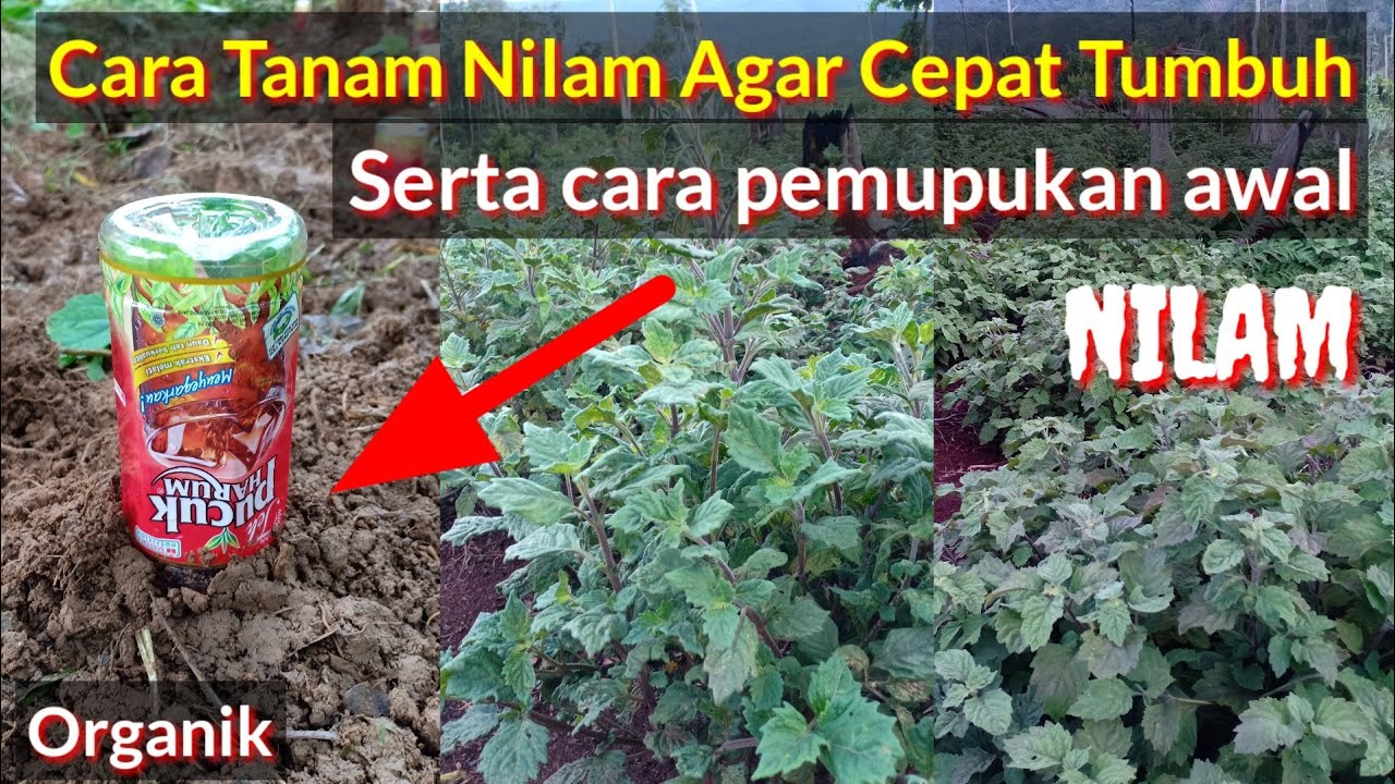 Budidaya Nilam Metode Bibit Penanaman Perawatan