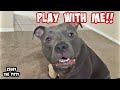 Talking Pitbull Begs Dad To Play With Him