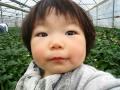 Strawberry Picking イチゴ狩り #102, Ibuki 1