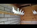 Обзор молодых бакинских голубей