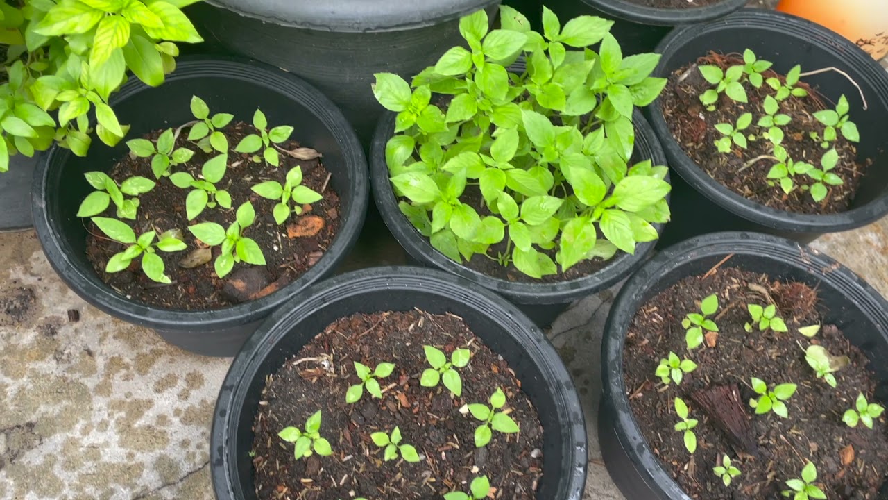 My home garden : ผักสวนครัว - YouTube