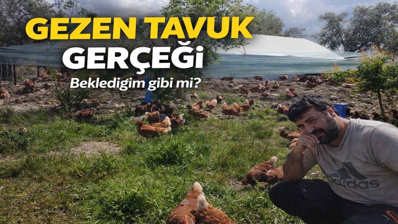 GEZEN TAVUK İŞİ PARA KAZANDIRIR MI? | GEZEN TAVUK ZENGİN ETTİ Mİ? | YUMURTA NASIL SATILIR? |