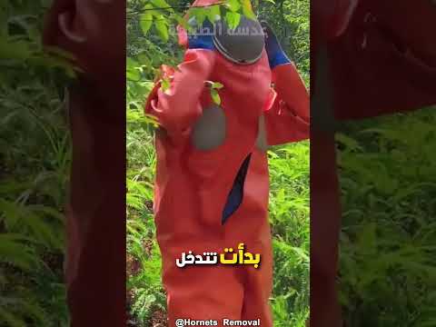 ازاي تدمر عش الدبور الاسيوي العملاق بطريقة صادمة جدا
