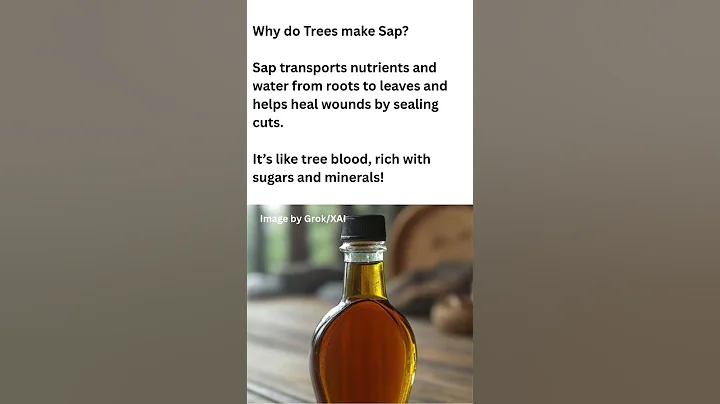 Why do Trees make Sap? #facts #coolfacts #funfacts #funfact
