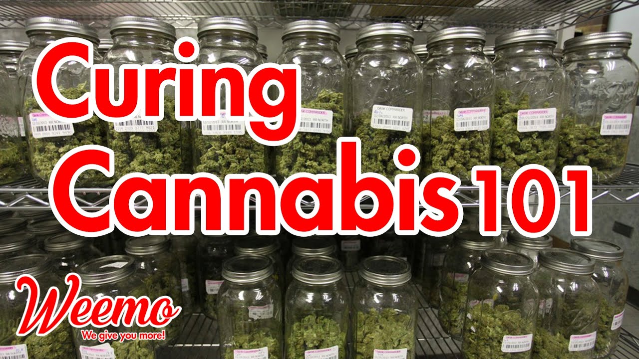 Curing Cannabis 101 YouTube