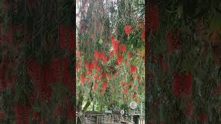 #music Himachal Pradesh Rohru HP 10 🔱