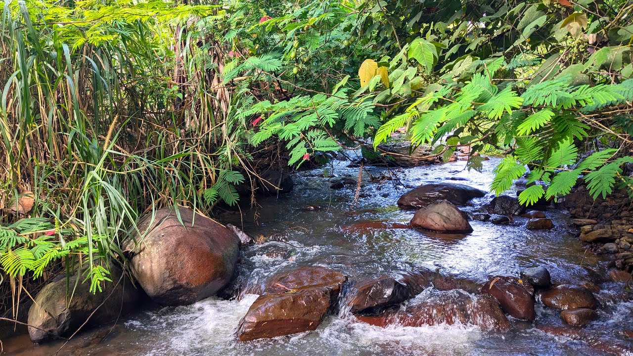 Serene River And Bird Songs" - Relaxing Sounds To Ease Anxiety And Find Inner Peace